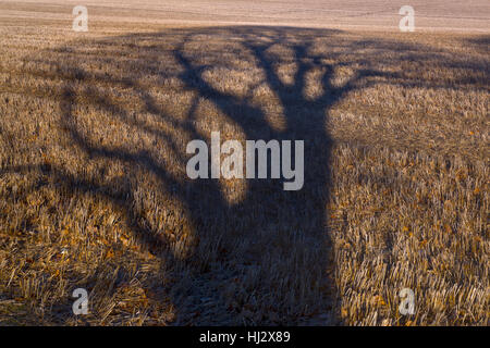 Der Schatten einer Eiche Projekte auf Mais Stoppeln Norfolk Stockfoto