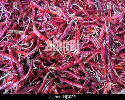 Dem Hintergrund einer sehr würzig und getrocknete rote Chilis in einer Farm. Stockfoto