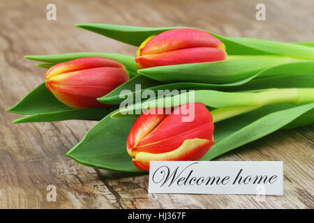 Willkommen Startkarte mit drei rote und gelbe Tulpen auf Holzuntergrund Stockfoto