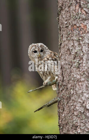 Waldkauz (Strix Aluco) thront in einem Baum, helle Augen, beobachten, herbstliche Hintergrund, typische Situation, lustige Ansicht, Europa. Stockfoto