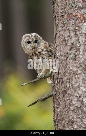 Waldkauz (Strix Aluco) thront in einem Baum, helle Augen, beobachten, herbstliche Hintergrund, typische Situation, lustige Ansicht, Europa. Stockfoto