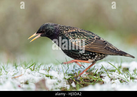 Gemeinsamen Starling (Sturnus Vulgaris) tanzen auf schneebedeckten Boden, Rasen, Wintereinbruch, kalte Füße, unter erschossen lustig. Stockfoto