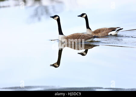 Paar Kanadagänse, (Branta Canadensis) im März in einem Wisconsin See schwimmen. Stockfoto