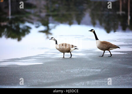 Zwei Kanadagänse, (Branta Canadensis) zu Fuß auf einem vereisten See in Wisconsin. Stockfoto