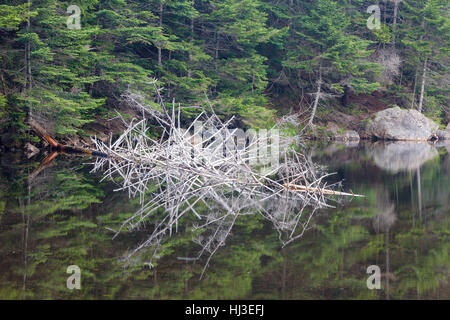 Greeley Teiche Scenic Area - Spiegelbild im oberen Greeley Teich in den White Mountains, New Hampshire, USA. Stockfoto