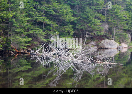 Greeley Teiche Scenic Area - Spiegelbild im oberen Greeley Teich in den White Mountains, New Hampshire, USA. Stockfoto