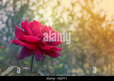 Red Rose Blume auf beileid Hintergrund für Sympathie Grußkarte für Tod Beerdigung oder Tragödie Stockfoto