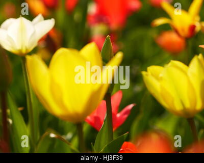 Makro von bunten Blumen Stockfoto