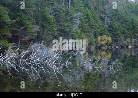 Greeley Teiche Scenic Area - obere Greeley Teich in den White Mountains, New Hampshire USA während der Herbstmonate. Stockfoto