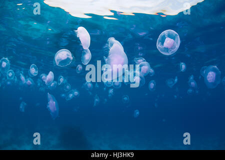 Unterwasser Weitwinkel Foto von Hunderten von Quallen treiben knapp unter der Oberfläche das kristallklare Wasser des Roten Meeres Stockfoto
