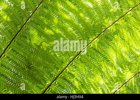 Sonnenlicht Hintergrundbeleuchtung Farn Wedel verlässt natürliche Blumenkarte mit flachen Tiefe des Feldes. Cyathea Dealbata ist inoffizielles Symbol Neuseelands. Stockfoto