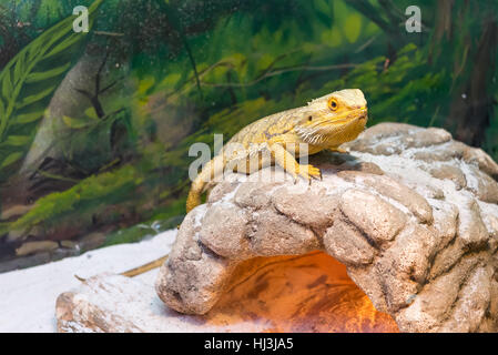 Zentralen Bearded Dragon, (Pogona Vitticeps) auf dem Boden Stockfoto