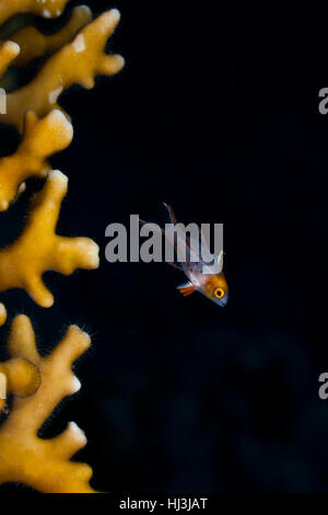 Unterwasser Foto von der transparenten juvenile Lyretail Lippfische (Bodianus Anthioides) neben dem Feuer Korallen Millepora dichotoma Stockfoto