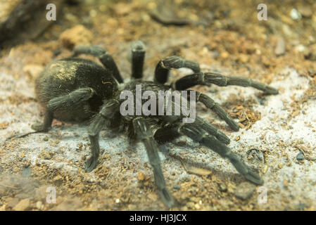 Brasilianische Schwarze Vogelspinne (Lebensraum Pulchra) gefunden in Brasilien und Uruguay Stockfoto