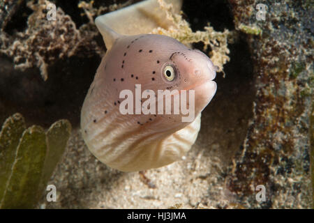 Unterwasser close-up Portrait der Peppered Moray Eel (Siderea grisea) in eine rostige Farbe Wanne im Meer Gras Feld. Stockfoto