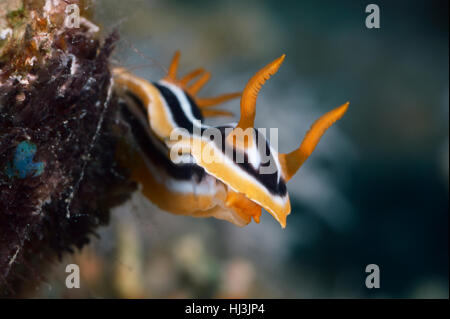Close-up Unterwasserfoto Pyjama Nacktschnecke auf der Riff-Oberfläche. Stockfoto