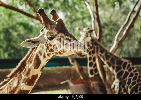 Giraffe in Foreplan während zwei Giraffen im Hintergrund umarmen Stockfoto