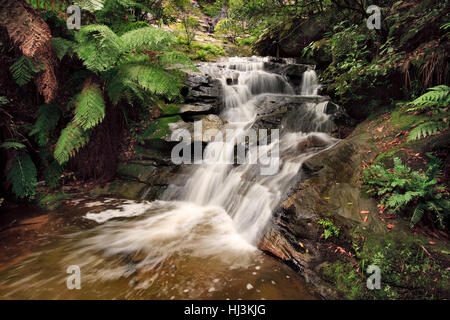 Stream Kaskaden hinunter einen felsigen Abhang in einem australischen gemäßigten Regenwald. Stockfoto