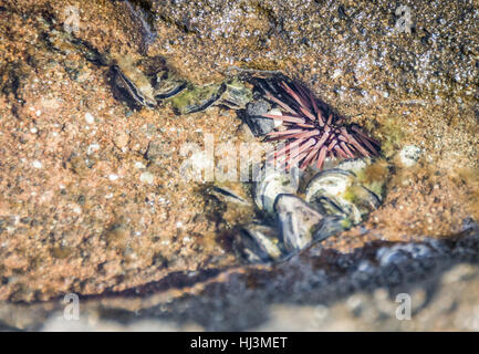 Ein rosa und lila grabende Seeigel versteckt in einem felsigen Spalt im flachen Wasser. Stockfoto