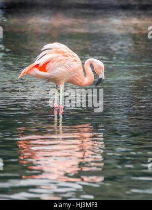 Ein rosafarbener American Flamingo watet im flachen Wasser auf der Suche nach Nahrung. Stockfoto