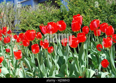 Cardinal Red Tulpen im Frühling Training Stockfoto