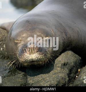 Vom Aussterben bedrohte hawaiianische Mönchsrobbe, Neomonachus Schauinslandi, Kaena Point, North Shore, Oahu, Hawaii, USA Stockfoto