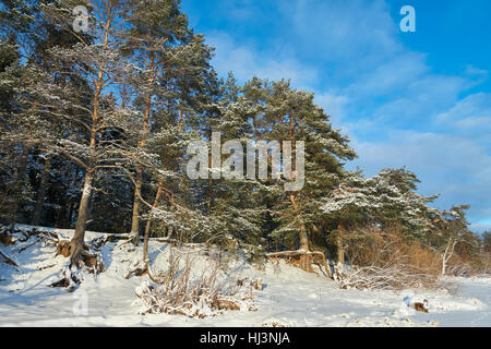 Pinienwald in der Nähe von Vselug See im Winter. Penovskiy Bezirk, Oblast Twer, Russland. Stockfoto