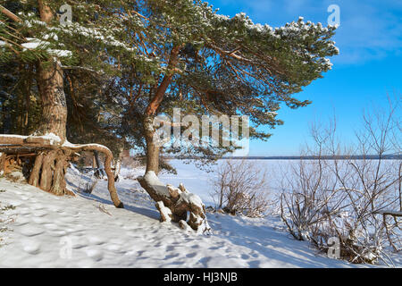 Große Wurzeln der Kiefern in der Nähe von Vselug See im Winter. Penovskiy Bezirk, Oblast Twer, Russland. Stockfoto