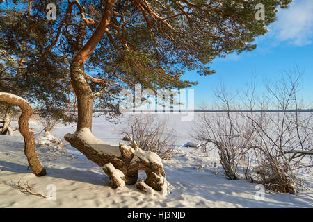 Kiefern am Ufer des Vselug Sees im Winter. Penovskiy Bezirk, Oblast Twer, Russland. Stockfoto