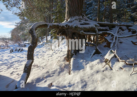 Große Wurzeln der Kiefer in der Nähe von Vselug See im Winter. Penovskiy Bezirk, Oblast Twer, Russland. Stockfoto