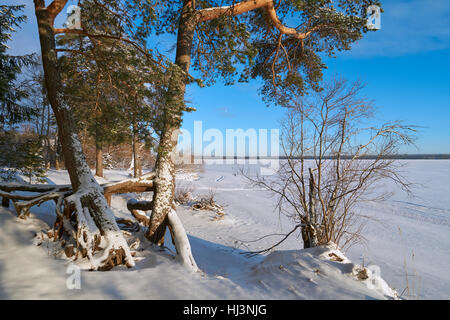 Große Wurzeln der Kiefern in der Nähe von Vselug See im Winter. Penovskiy Bezirk, Oblast Twer, Russland. Stockfoto