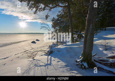 Pinienwald in der Nähe von Vselug See im Winter. Penovskiy Bezirk, Oblast Twer, Russland. Stockfoto