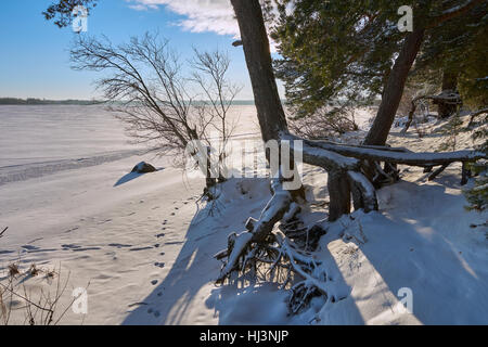 Große Wurzeln der Kiefer in der Nähe von Vselug See im Winter gegen Sonne geschossen. Penovskiy Bezirk, Oblast Twer, Russland. Stockfoto