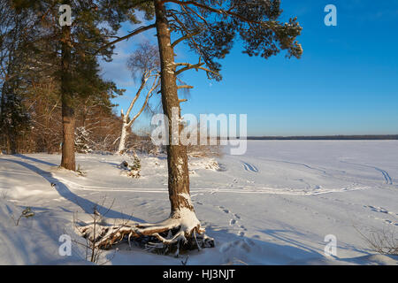 Große Wurzeln der Kiefer in der Nähe von Vselug See im Winter. Penovskiy Bezirk, Oblast Twer, Russland. Stockfoto