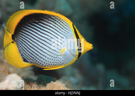 Blackbacked Butterflyfish (Chaetodontidae Melannotus) in die Korallenriffe des Roten Meeres unter Wasser Stockfoto