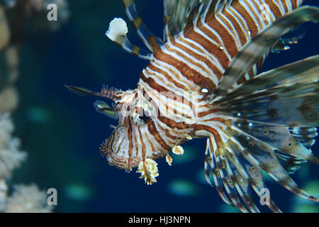 Gemeinsamen Rotfeuerfisch (Pterois Volitans) Unterwasser in den tropischen Gewässern des Roten Meeres Stockfoto