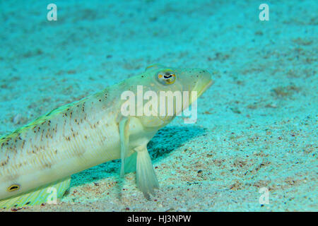 Gesprenkelte Sandperch Fisch (Parapercis Hexophthalma) auf dem sandigen Boden des Roten Meeres unter Wasser Stockfoto