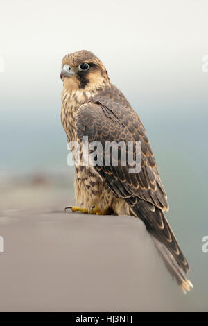 Wanderfalke / Duck Hawk (Falco Peregrinus) hoch oben auf einem Gebäude, einer Dachkante in städtischen Umwelt, Tierwelt. Stockfoto