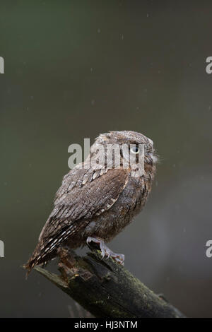 Eurasischen Zwergohreule Eule (Otus Zwergohreule), thront auf einem Stück Holz, beobachten, aufmerksam, Regen, sauberer Hintergrund, kleinen Greifvogel. Stockfoto