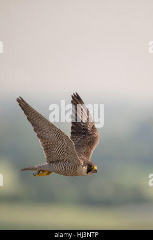 Wanderfalke / Duck Hawk (Falco Peregrinus) während des Fluges, in seinem Hoheitsgebiet, hoch über der Landschaft, Tierwelt, Europa. Stockfoto