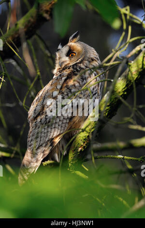 Waldohreule (Asio Otus), weibliche Erwachsene, thront in einem Baum, Wildbeobachtung über seine Schulter, aufmerksam, Europa. Stockfoto