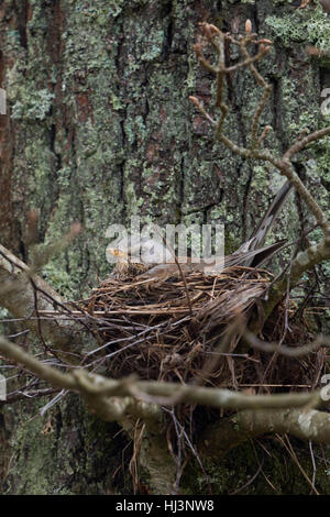 Wacholderdrossel (Turdus Pilaris) auf Eiern in seinem Nest in einer Filiale Gabel eines Baumes, typische eurasischen Singvogel, Wildtiere Europa sitzen. Stockfoto