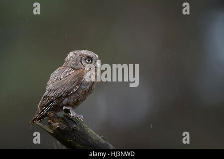 Eurasischen Zwergohreule Eule (Otus Zwergohreule), thront auf einem Stück Holz, beobachten, aufmerksam, Regen, sauberer Hintergrund, kleinen Greifvogel. Stockfoto