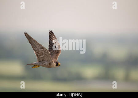 Wanderfalke / Duck Hawk (Falco Peregrinus) während des Fluges, in seinem Hoheitsgebiet, hoch über der Landschaft, Tierwelt, Europa. Stockfoto