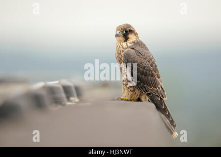 Wanderfalke / Duck Hawk (Falco Peregrinus) hoch oben auf einem Gebäude, einer Dachkante in städtischen Umwelt, Tierwelt. Stockfoto