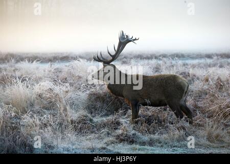 Ein Reh steht in Frost bedeckten Rasen in Richmond Park, Süd-west-London, als einige ländliche Gebiete Tiefs von minus 7 ° C (19.4F) zu sehen sollen, wie das winterliche Wetter laut Meteorologen weiter. Stockfoto