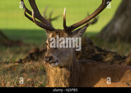 Nahaufnahme der Hirsche mit dem Geweih sitzt in einer Parklandschaft, close-up, lachen Stockfoto