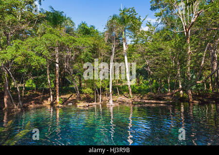 Noch Weiher im tropischen Regenwald, Naturlandschaft der Dominikanischen Republik Stockfoto