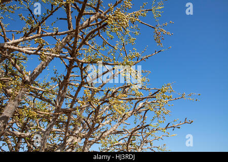 Weihrauch (Boswellia Sacra) Baum, verbinden-Baum, in Dhofar, Oman Stockfoto