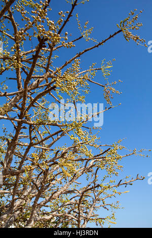 Weihrauch (Boswellia Sacra) Baum, verbinden-Baum, in Dhofar, Oman. Stockfoto